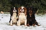 CAVALIER KING CHARLES 532